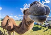 شترآزاری در سیرک پیتسبرگ، 7 مجروح به جا گذاشت