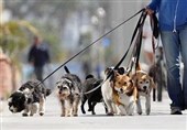 دادستان اراک سگ‌گردانی را ممنوع کرد