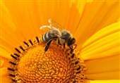 Bees Help Researchers Confirm Theory about Maintaining Protective Clumps under Tough Conditions (+Video)