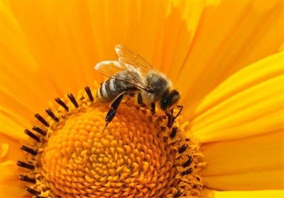 Bees Help Researchers Confirm Theory about Maintaining Protective Clumps under Tough Conditions (+Video)