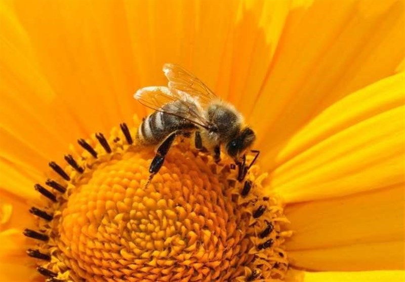 Bees Help Researchers Confirm Theory about Maintaining Protective Clumps under Tough Conditions (+Video)