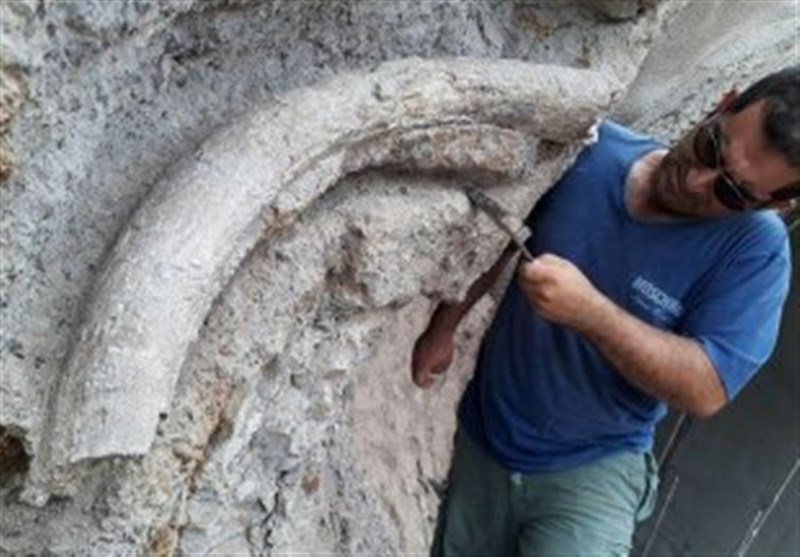 فسیل نهنگ کشف شده در چابهار به موزه منتقل می‌شود