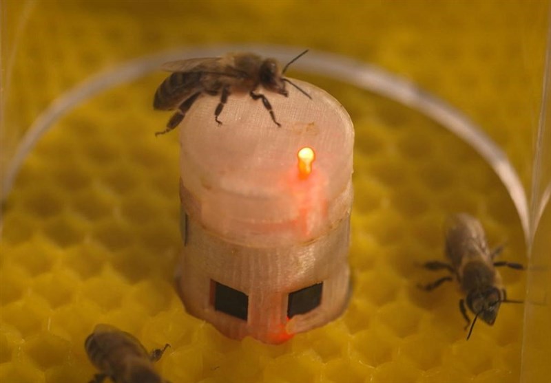 Scientists Develop New Technologies to Interact with Bees (+Video)