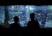 Ganjnameh Cave Aquarium; Marvelous Complex in Western Iran