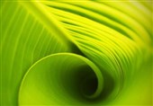 Photosynthetic Machinery Could Help Develop Next-Gen Solar Biotechnologies