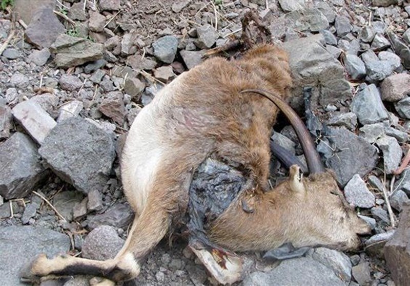 شیوع طاعون نشخوارکنندگان در منطقه شکار ممنوع طالقان