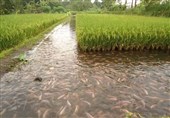 گیلان|‌ پرورش توأمان ماهی و کشت برنج هزینه‌های تولید را کاهش می‌دهد