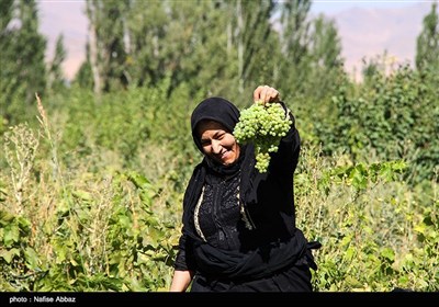 برداشت انگور از باغات شهرستان خنداب