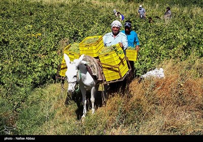 برداشت انگور از باغات شهرستان خنداب