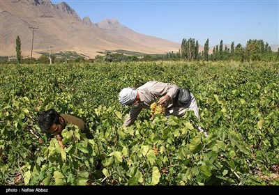 برداشت انگور از باغات شهرستان خنداب