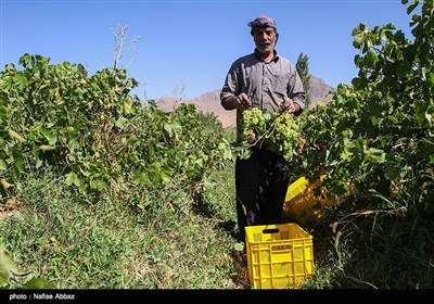 برداشت انگور از باغات شهرستان خنداب