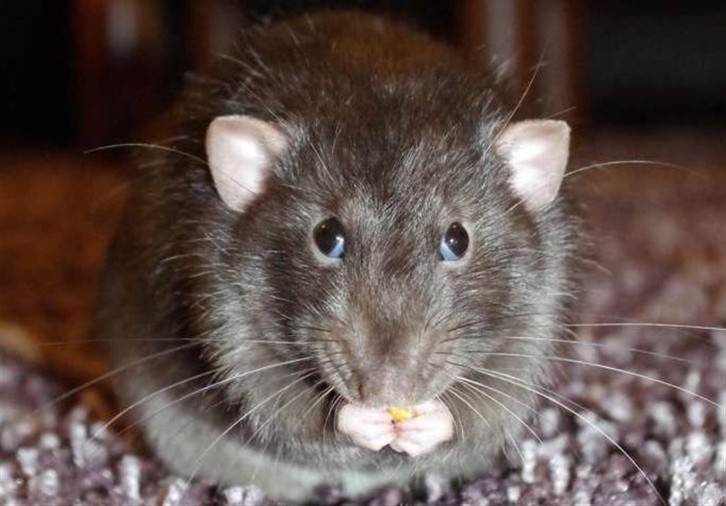 First Ever Case of Rat Disease Found in Human