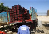 پای گوجه چینی به ایران باز می‌شود