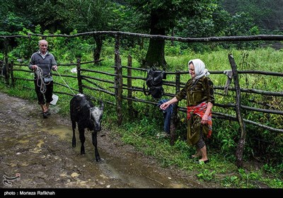 صفرعلی شادکام 67 ساله گوساله ای که مادرش بر اثر جاری شدن سیل تلف شده است برای چرا روزانه به جنگل میبرد./ روستای خرجگیل تالش
