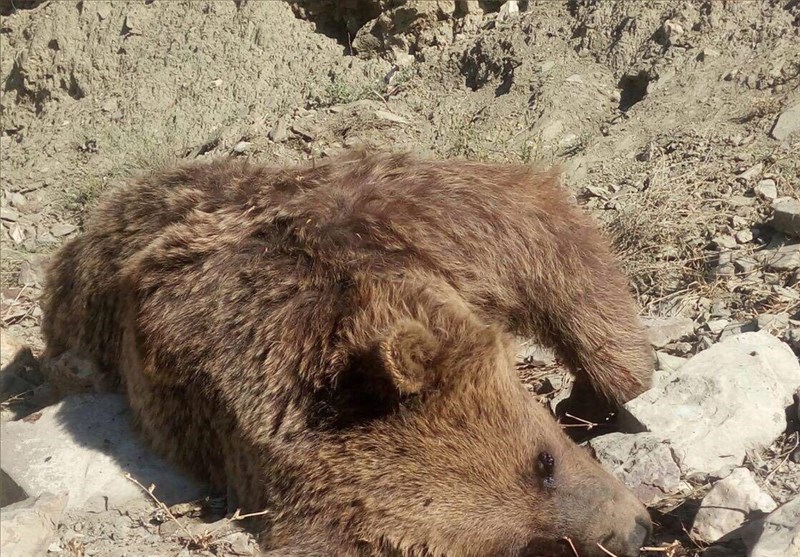 شکارچیان متخلف خرس در ارومیه تاکنون دستگیر نشده‌اند