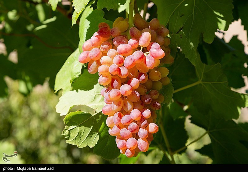 خوشه‌های انگور بوانات روی دست باغداران؛ تاک و تاکدار چشم انتظار صنایع تبدیلی