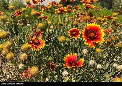 حفاظت از 1700 گونه گیاهی منحصربه فرد در باغ زاگرس خرم‌آباد