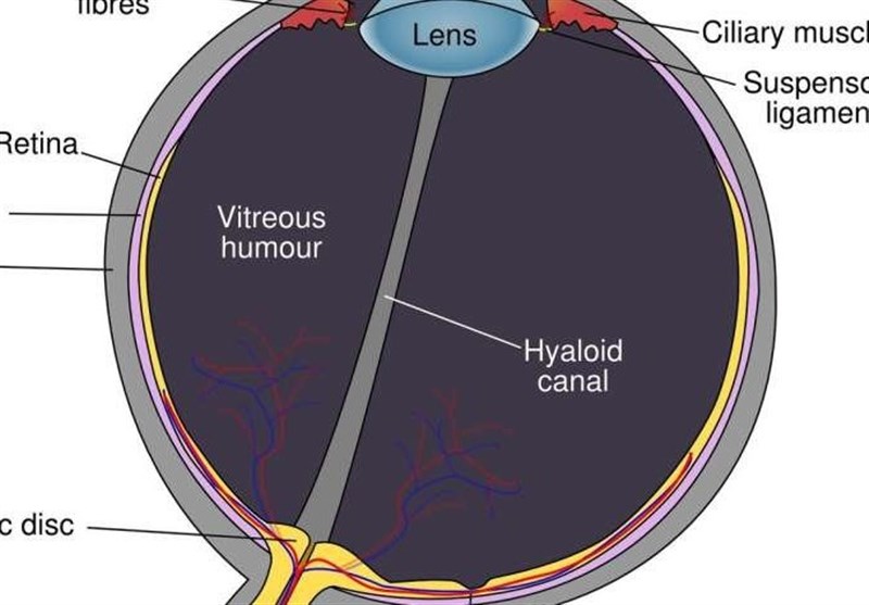 More Successful Corneal Transplants Possible with New Eye Discovery
