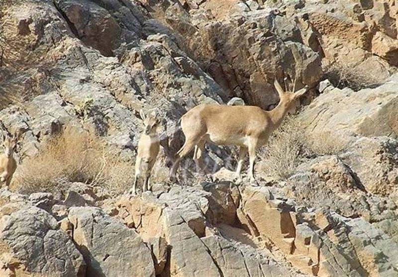 Shirahmad Wildlife Refuge in Sabzevar