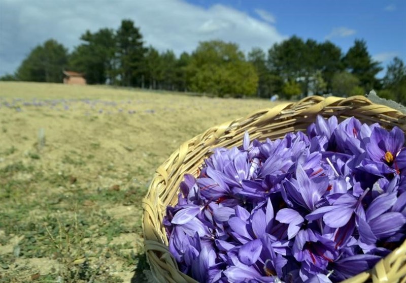15 درصد زعفران کشور در خراسان جنوبی تولید می‌شود