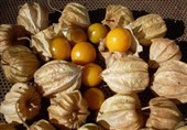 گیلاس زمینی در شرف احاطه بازار جهانی میوه