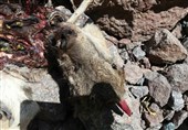 گسترش طاعون و تلفات حیات وحش در منطقه شکار ممنوع طالقان