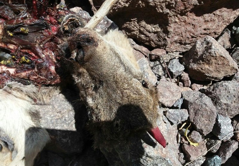 گسترش طاعون و تلفات حیات وحش در منطقه شکار ممنوع طالقان
