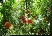 گلستان| جشنواره استانی « انار» در گنبدکاووس برگزار شد