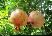 بزرگترین انارستان ایران میان آفت و آتش؛ یاقوتهایی که حراج میشوند+فیلم