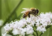 Study: Mushroom Extract Could Help Save Bees from Virus