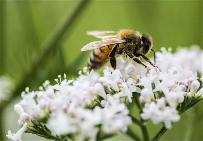 Study: Mushroom Extract Could Help Save Bees from Virus