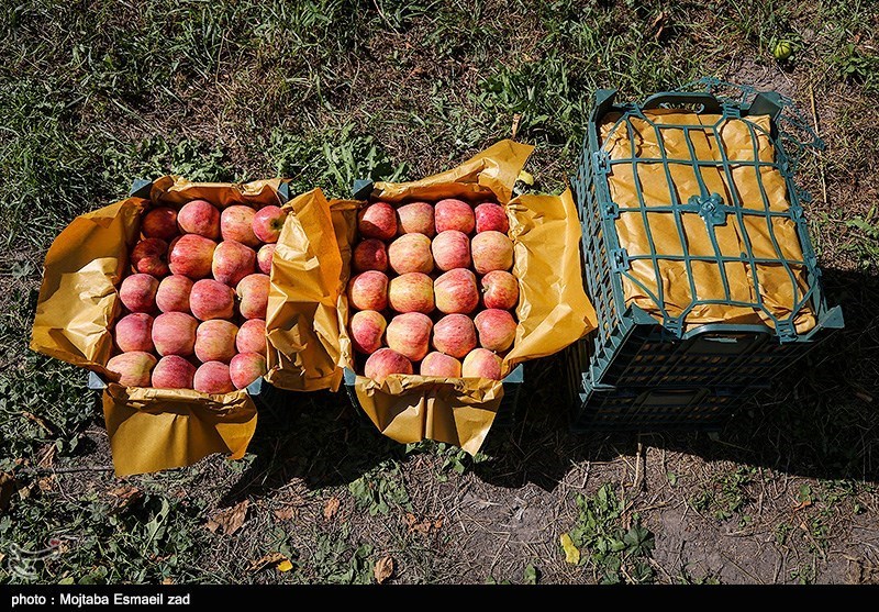 مازندران| سیب دماوند از بندر امیرآباد به قزاقستان صادر شد