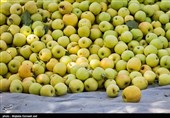 احتمال تمدید ممنوعیت صادرات سیب و پرتقال/صدور مجوز واردات نارنگی از پاکستان