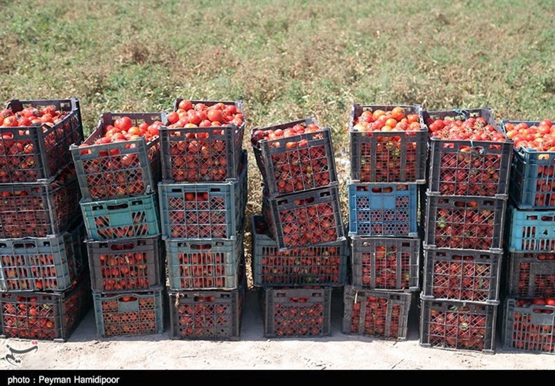 چرا گوجه‌ ‌فرنگی تولید استان یزد وارد ‌بازار نشد؟