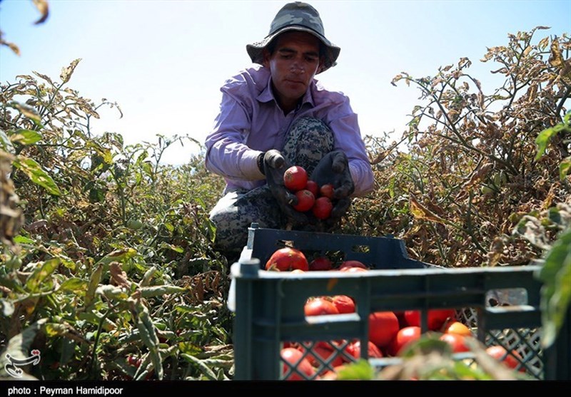 اقتصاد بدون نفت| برداشت بیش از 108هزار تُن گوجه‌فرنگی از مزارع خراسان شمالی به‌روایت تصویر