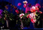نمایشگاه گل و گیاه و گیاهان دارویی در همدان برپا می‌شود