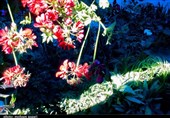 هشتمین نمایشگاه گل و گیاه استان گلستان به روایت تصویر