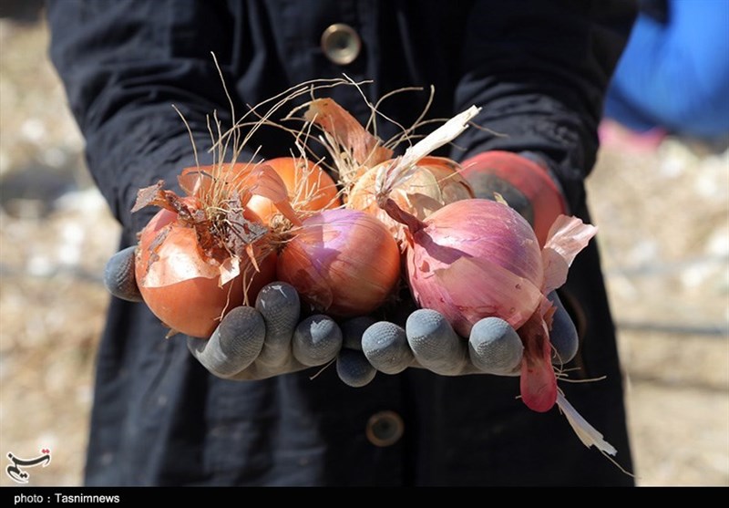 ممنوعیت صادرات پیاز و سیب‌زمینی از 15 فروردین