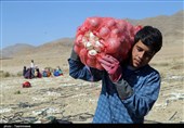 کرمانشاه| سود پیاز هرسین بیشتر از کشاورز عاید دلال می‌شود