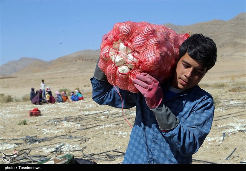 کرمانشاه| سود پیاز هرسین بیشتر از کشاورز عاید دلال می‌شود