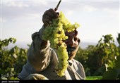 نایب رئیس کمیسیون ‌حقوقی مجلس: حق مالکیت جهانی «انگور» به نام ملایر ثبت شد