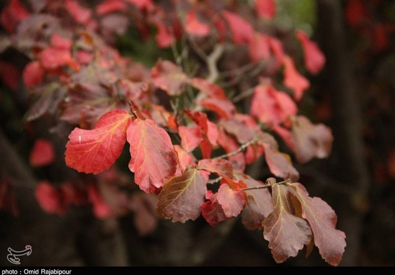 سمفونی رنگ‌ها در پاییز &quot;اشکورات&quot; گیلان به روایت تصویر
