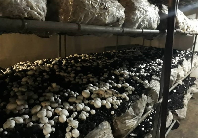 تهران| سالانه 550 تن قارچ خوراکی در شهرستان بهارستان تولید می‌شود