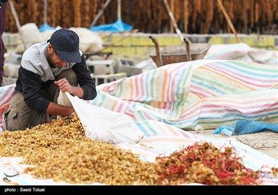 تهیه کشمش - بجنورد