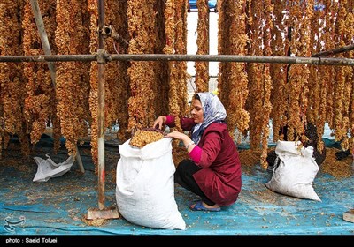 تهیه کشمش - بجنورد