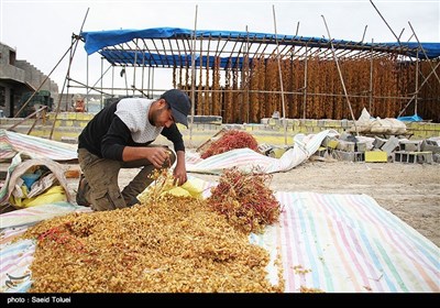 تهیه کشمش - بجنورد