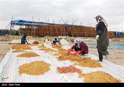 تهیه کشمش - بجنورد