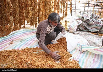 تهیه کشمش - بجنورد