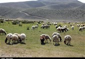 اردبیل| مشکل تداخل اراضی عشایر با شرکت کشت و صنعت مغان برطرف می‌شود