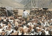 عشایر استان اردبیل از 132 میلیارد ریال تسهیلات دامپروری برخوردار می‌شوند